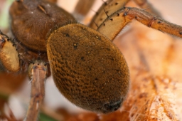 Foto af Dolomedes plantarius (Dolomedes plantarius) | Frederik Leck Fischer