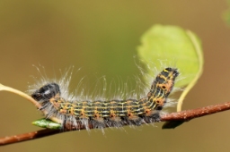 Foto af Måneplet (Phalera bucephala) | Standardfoto
