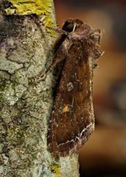 Foto af Haveugle (Lacanobia oleracea) | Han