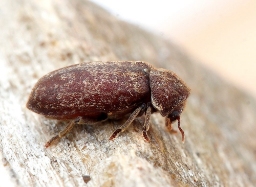 Foto af Egeborebille (Xestobium rufovillosum) | Standardfoto