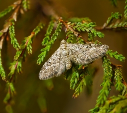 Foto af Smalvinget lyngdværgmåler (Eupithecia nanata) | Hun