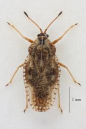 Foto af Dictyla convergens (Dictyla convergens) | Standardfoto