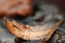 Foto af Pseudanapis aloha (Pseudanapis aloha) | Sean Bek Birk Craig