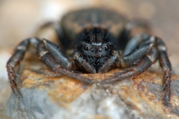 Foto af Ozyptila claveata (Ozyptila claveata) | Hun
