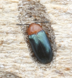 Foto af Triplax aenea (Triplax aenea) | Standardfoto