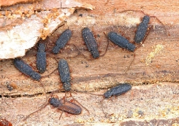 Foto af Langhornet fladbille (Uleiota planata) | Standardfoto