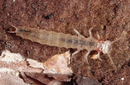 Foto af Langhornet fladbille (Uleiota planata) | Larve