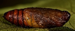 Foto af Klematismåler (Melanthia procellata) | Puppe