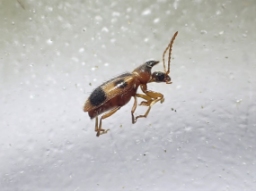Foto af Enhjørning (Notoxus monoceros) | Standardfoto