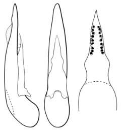 Foto af Philonthus corruscus (Philonthus corruscus) | Danmarks Billebank