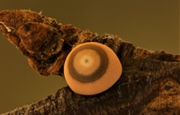 Foto af Kamouflagespinder (Harpyia milhauseri) | Æg
