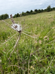 Foto af Sivhjulspinder (Larinioides cornutus) | Retræte