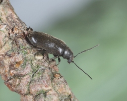 Foto af Fyrreborebille (Ernobius nigrinus) | Standardfoto