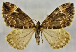 Foto af Jordbær-bladmåler (Dysstroma truncata) | Hun