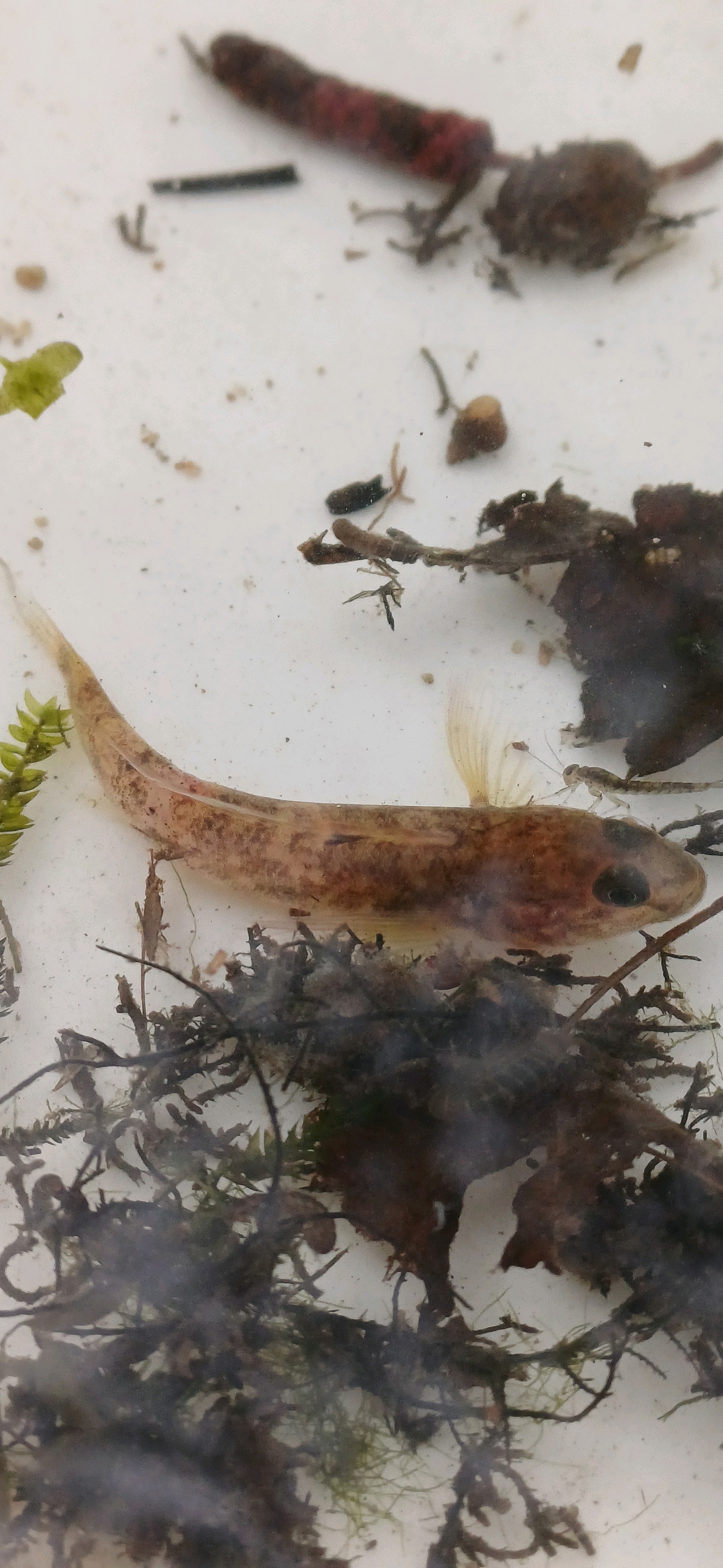 Round goby(Neogobius melanostomus (Pallas, 1814))