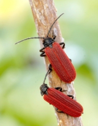 Foto af Sortbrystet maskebille (Pyropterus nigroruber)