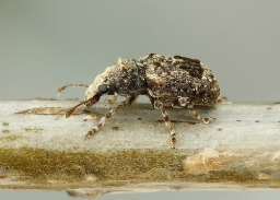 Foto af Pseudeuparius sepicola (Pseudeuparius sepicola) | Standardfoto