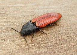 Foto af Ampedus cardinalis (Ampedus cardinalis) | Standardfoto