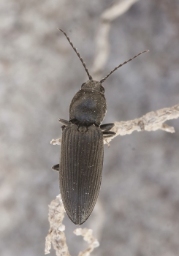 Foto af Dicronychus equisetioides (Dicronychus equisetioides) | Standardfoto