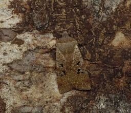 Foto af Sortmærket overvintringsugle (Conistra rubiginosa) | Hun