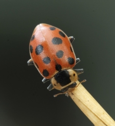 Foto af Trettenplettet mariehøne (Hippodamia tredecimpunctata) | Standardfoto