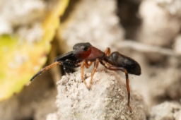 Foto af Myrmarachne formicaria (Myrmarachne formicaria) | Han