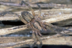 Foto af Agroeca lusatica (Agroeca lusatica) | Han