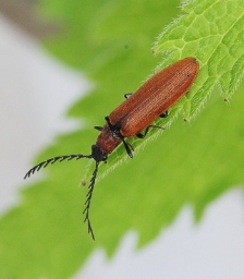 Foto af Rød sirsmælder (Denticollis rubens) | Han