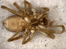 Foto af Pardosa danica (Pardosa danica) | Hun