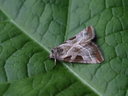 Foto af Grålig cyklameugle (Eucarta virgo) | Standardfoto