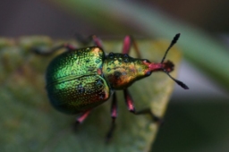 Foto af Cigarruller (Byctiscus betulae) | Hun