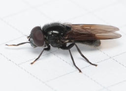 Foto af Hvidfodet urtesvirreflue (Cheilosia albitarsis) | Han