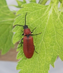 Foto af Rød sirsmælder (Denticollis rubens) | Hun