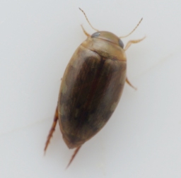Foto af Laccophilus minutus (Laccophilus minutus) | Standardfoto
