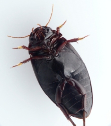 Foto af Ilybius quadriguttatus (Ilybius quadriguttatus) | Standardfoto