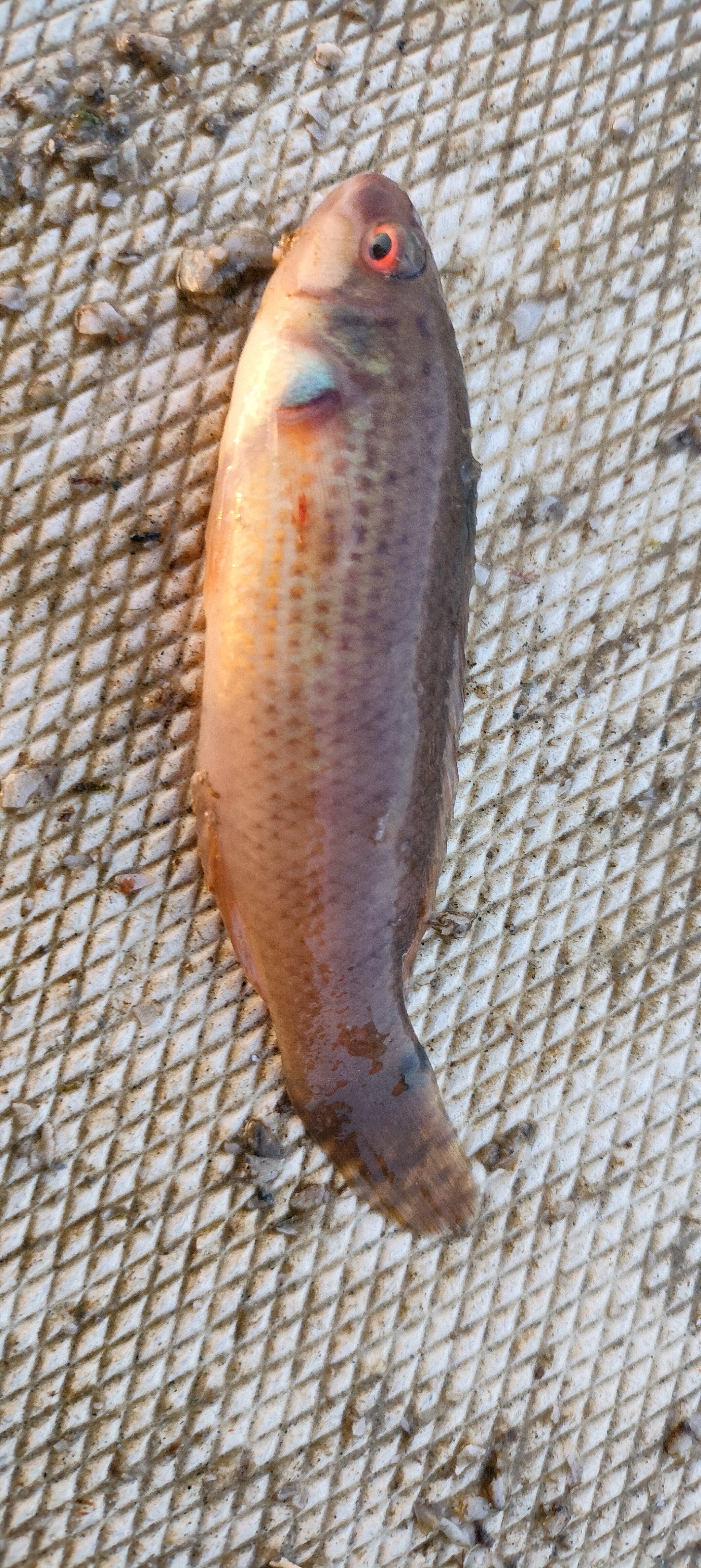 Goldsinny wrasse (Ctenolabrus rupestris) — Labridae