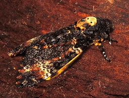 Foto af Dødningehoved (Acherontia atropos) | Hun