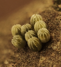 Foto af Østlig takvinge (Nymphalis xanthomelas) | Æg
