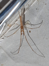 Foto af Tetragnatha shoshone (Tetragnatha shoshone) | Bo Valeur