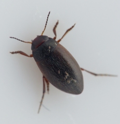 Foto af Hydroporus umbrosus (Hydroporus umbrosus) | Standardfoto