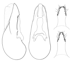 Foto af Philonthus spinipes (Philonthus spinipes) | Danmarks Billebank