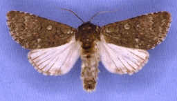 Foto af Poppelugle (Acronicta megacephala) | Han