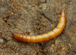 Foto af Pragtsmælder (Ischnodes sanguinicollis) | Larve