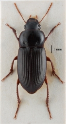 Foto af Smaragdsandløber (Harpalus smaragdinus) | Standardfoto
