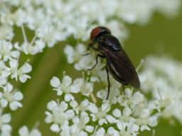 Foto af Sortvinget engsvirreflue (Chrysogaster solstitialis) | Hun