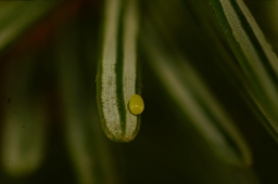 Foto af Smalfeltet båndmåler (Pungeleria capreolaria) | Æg
