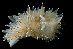 Foto af Antiopella cristata (Antiopella cristata) | Standardfoto