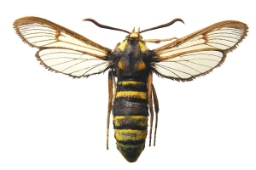 Foto af Stor glassværmer (Sesia apiformis) | Præparat