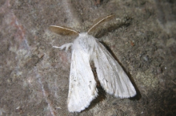Foto af Brunhale (Euproctis chrysorrhoea) | Han