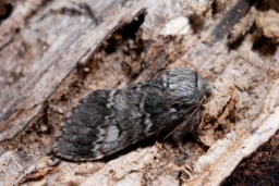 Foto af Majspinder (Drymonia ruficornis) | Standardfoto